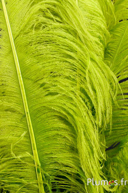 Autruche premium - 50-60 cm - lime néon